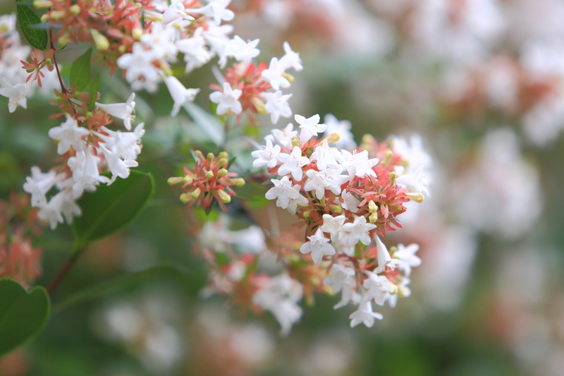 Unlock Seclusion and Style Using the Best Tall-Potted Plants for Your Outdoor Space