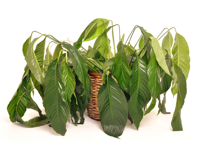 Unlock Seclusion and Style Using the Best Tall-Potted Plants for Your Outdoor Space